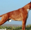 Euthanasie d'un chien de race boxer suite à plusieurs morsures 12 aout 2011